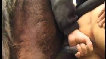 Stallion anally penetrates guy