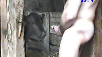 Animal sex zoophile makes calf to suck his dick