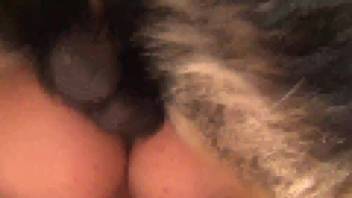 Canine bangs a steamy slut with delight