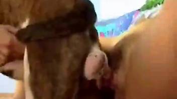 Doggy style affection