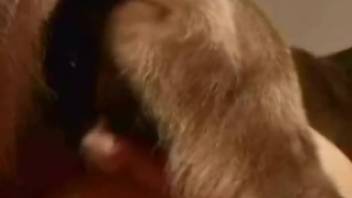 Doggie adores butthole