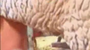 Amusing bestiality encounter with a big white ewe