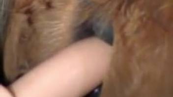Tiny horse banged by silicone cock toy