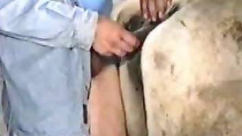 Nasty horse fucking scene at animal porn clip