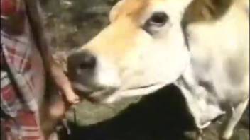 Mischievous rancher screwing his pet cow