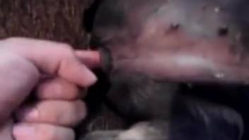 The small ebony pup gets screwed by the owner