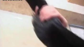 Beast sex sequence begins with a delightful oral session