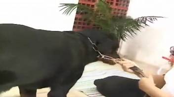 Explicit bestiality video featuring dogs in doggy position