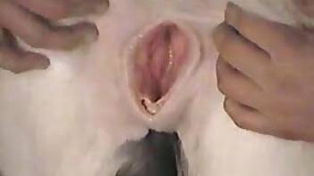 Animal pussy looks hot while creamy