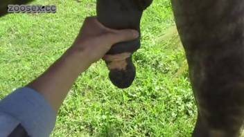 Bestiality clip - guy masturbates a horse
