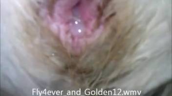 Animal sex videos featuring detailed close-up finger action. Complimentary bestiality and creature pornography