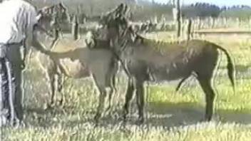 Hardcore free beastiality porn with horses