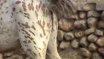Secretly filmed bestiality footage. Complimentary animal sex and zoophilia videos