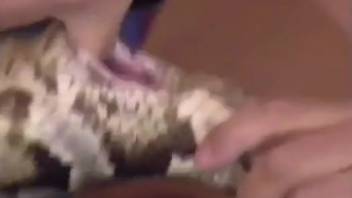 Complimentary bestiality snake footage