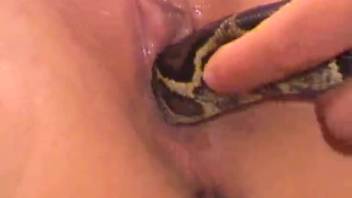 Snake porno movie with an eager lady