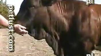 Farm animals have nasty bestiality sex