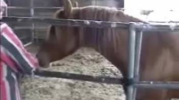 Horse nicely fucked a man from behind