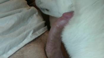 Large canine laps up semen from thrilled penis owner