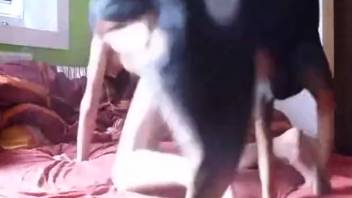 Large canine tongues male's penis while he performs oral on her member
