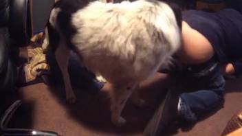 Canine anal intercourse