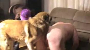 Dog screwing guy's butt
