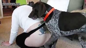 Dog porn movie with a masochistic lady