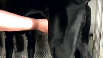 Complimentary canine erotica featuring authentic passion and genuine climaxes