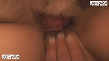 Fantastic bestiality adult film featuring oral sex