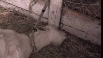 Man-animal intercourse adult film featuring copulation