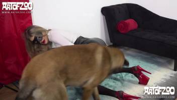 Canine intercourse clip featuring a sexy blond woman