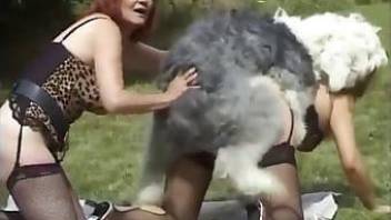 Dog sex tube video depicting raw outdoors sex