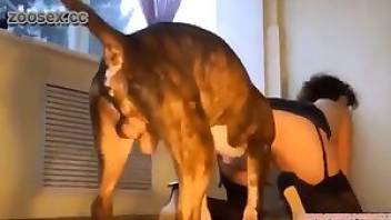 Dog fuck video with a curly euro slut. Free bestiality and animal porn