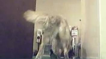 Complimentary canine intercourse footage from a perverted novice. No-cost zoophilia and beastly erotica