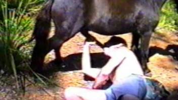 Man screwing a horse alongside his charming buddies