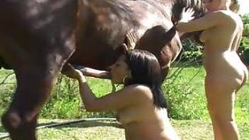 Horse fucking with lots of passionate oral