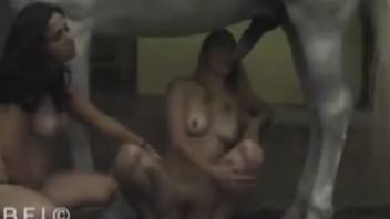 Extremely aroused horse and sexy animal lover