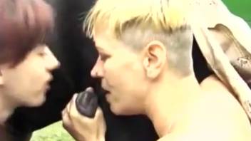 Screwing a horse as a group and climaxing intensely