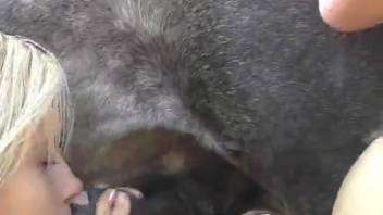 Chick screws a stallion with excellent head and extra action