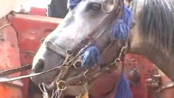 Stallion penetrates female beside a farm tractor