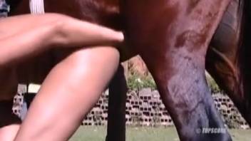 Lady screws a horse and climaxes several times