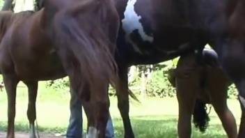 Equine bestiality video featuring rear-entry pounding