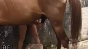 Horse cock zoo fun video with gape