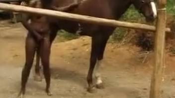 Stallion banging clip featuring a stunning whore