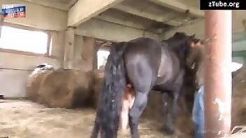 Horse porn with lots of hot fucking