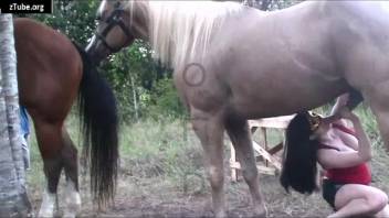 Horse sex is absolutely the sexiest thrill ever