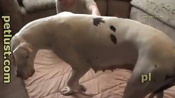 Man fucks dog pussy on a big bed