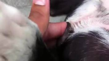 Men's zoophilia with finger insertion