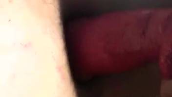 Guy tonguing a canine's moist crimson dick