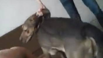 Hardcore male zoophilia with intense anal action. Complimentary beast sex and creature erotica