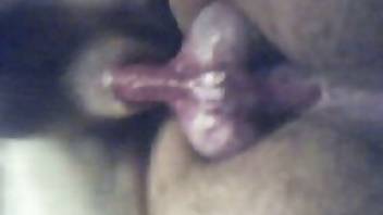 Guy fucks dog close-up porn. Free bestiality and animal porn